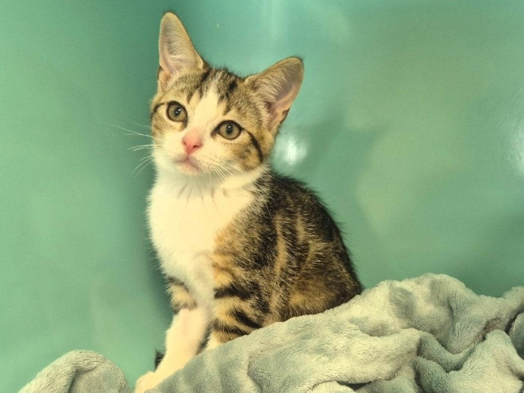 Kirby - Chat Européen à adopter - photo 2