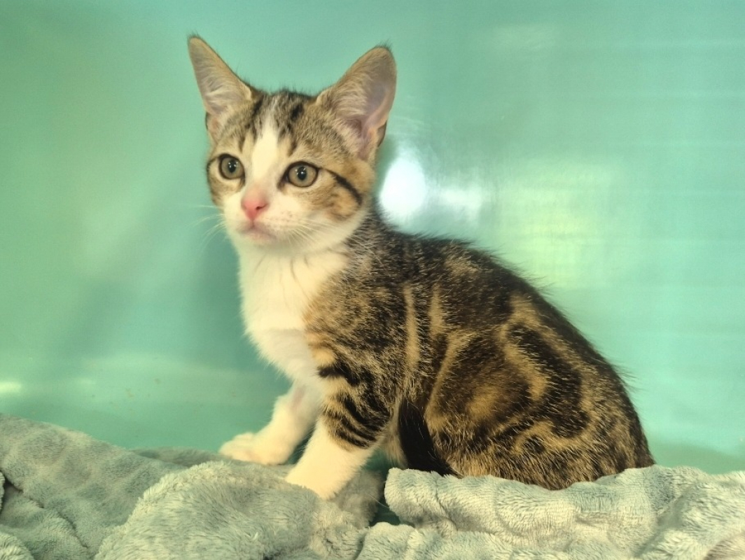 Kirby - Chat Européen à adopter - photo 3