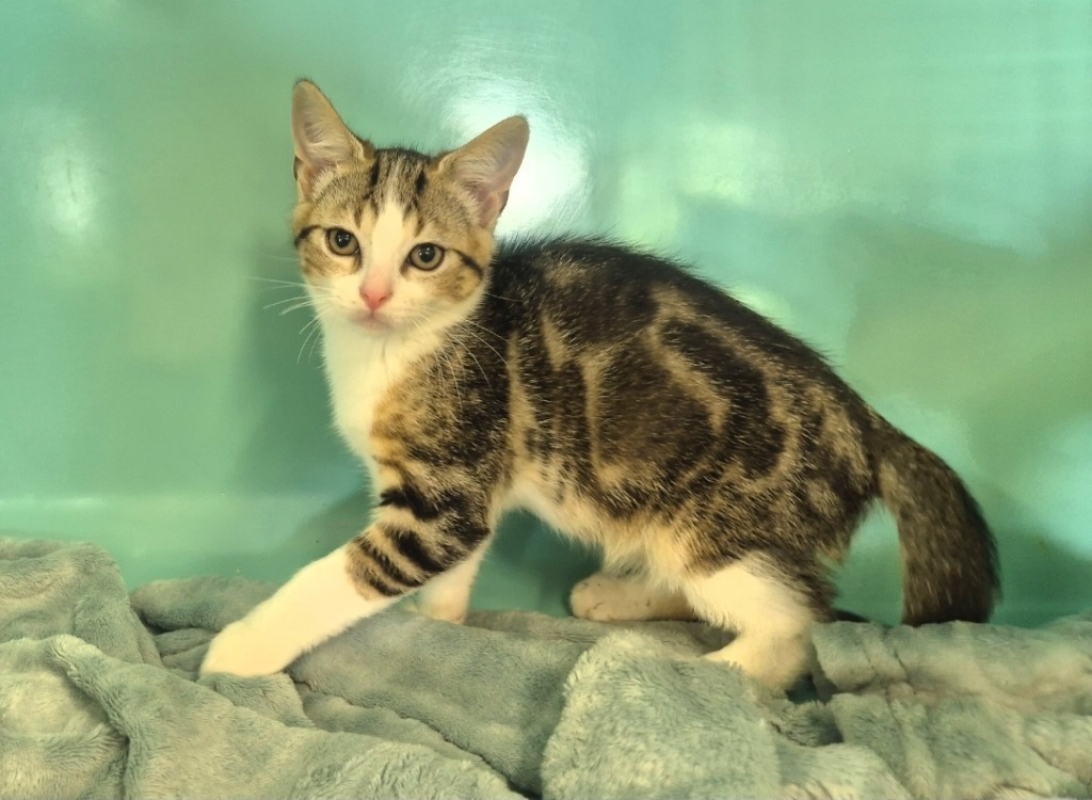 Kirby - Chat Européen à adopter - photo 4