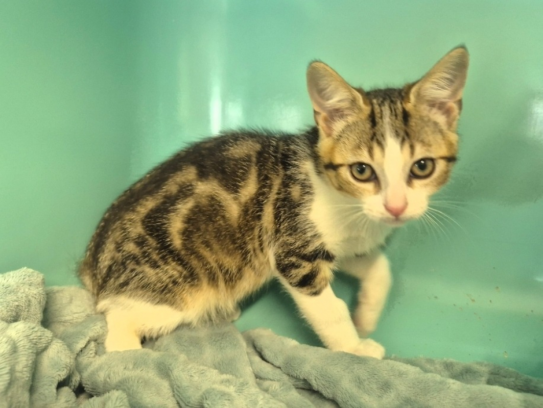 Kirby - Chat Européen à adopter - photo 5