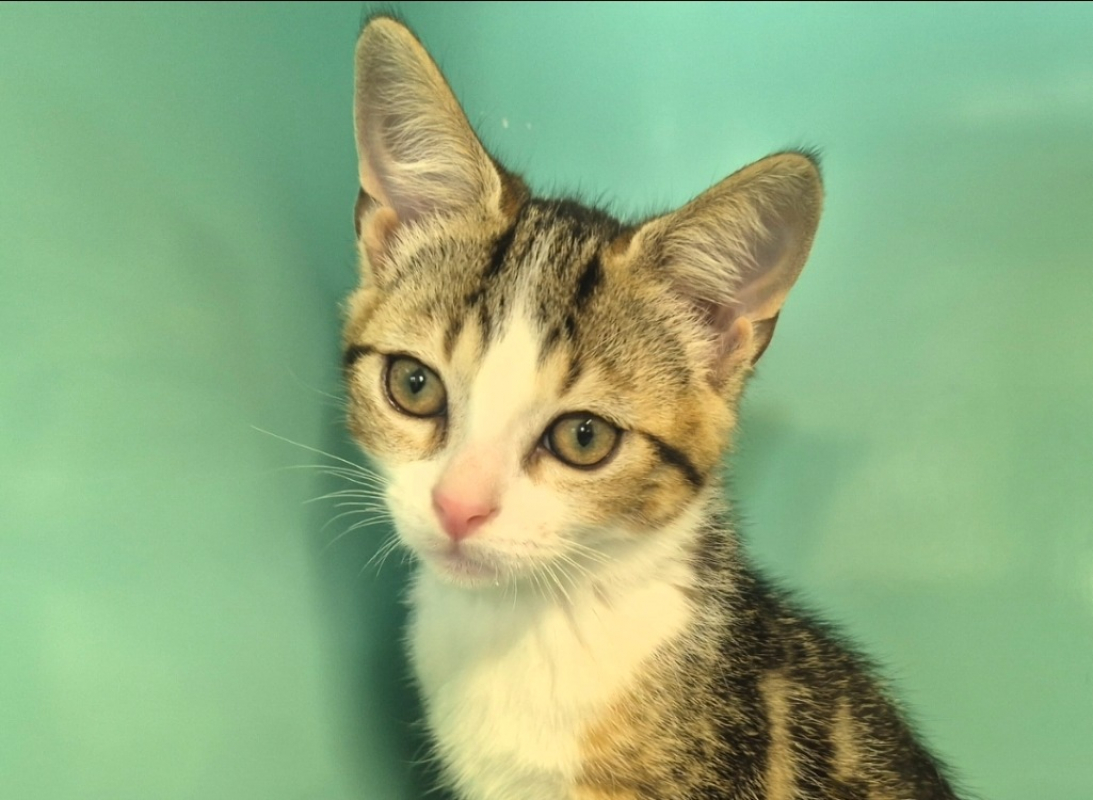 Kirby - Chat Européen à adopter - photo 6