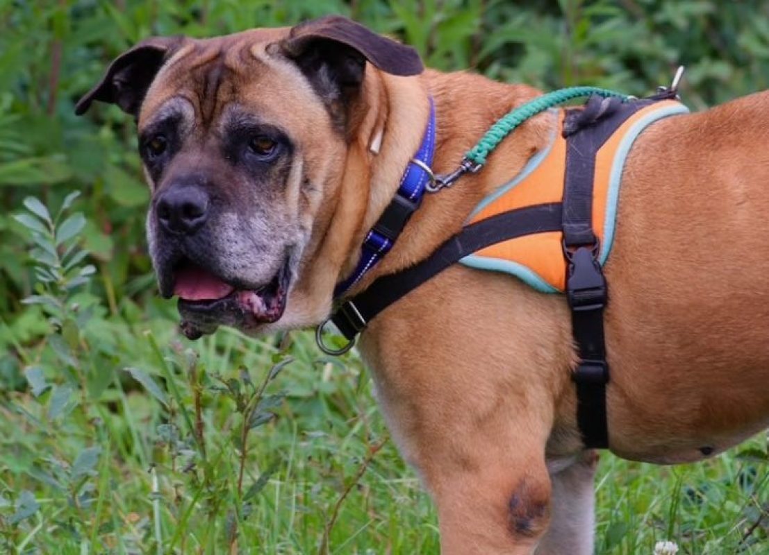 Jaya - Chien Cane Corso à adopter