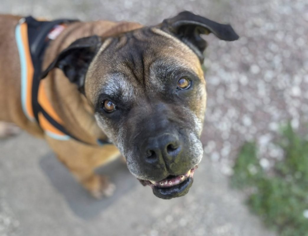 Jaya - Chien Cane Corso à adopter - photo 2