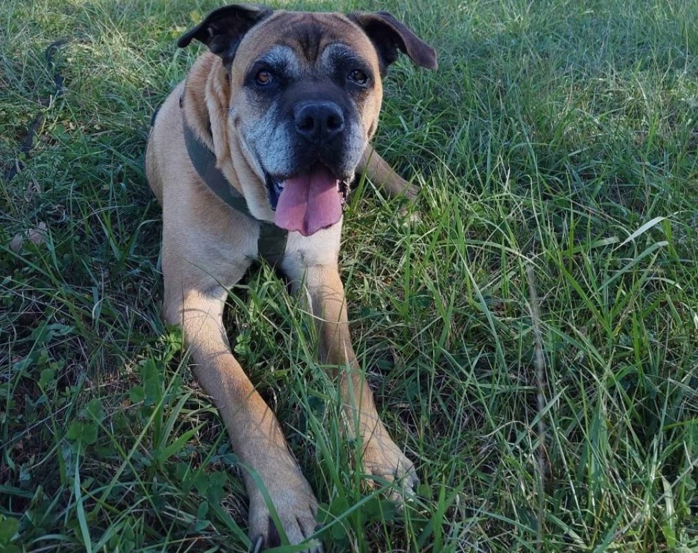 Jaya - Chien Cane Corso à adopter - photo 3