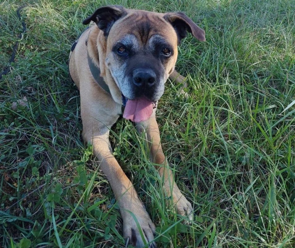 Jaya - Chien Cane Corso à adopter - photo 4