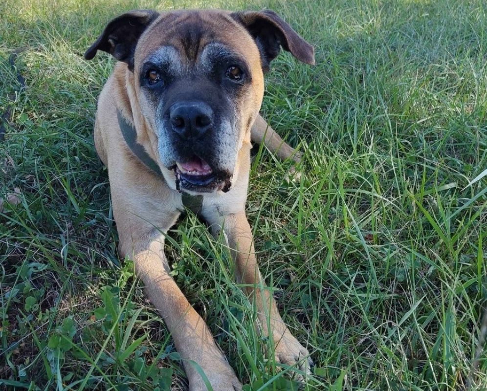 Jaya - Chien Cane Corso à adopter - photo 5
