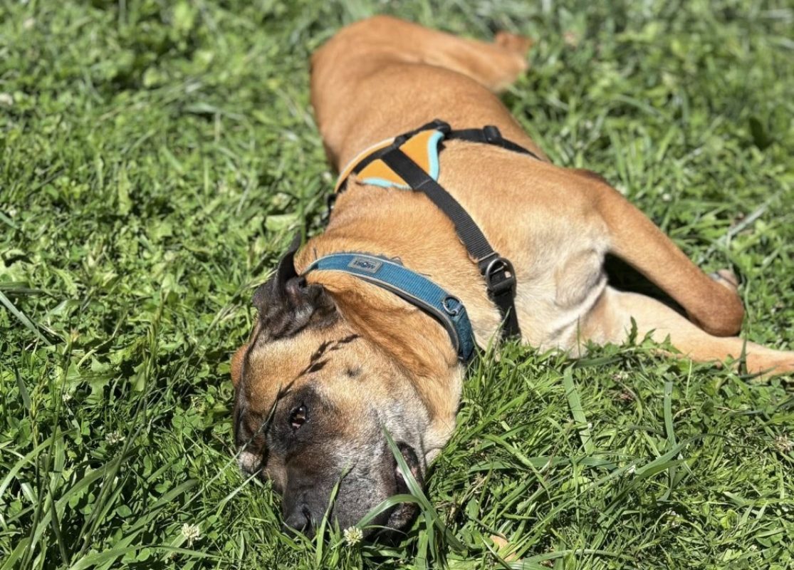 Jaya - Chien Cane Corso à adopter - photo 6