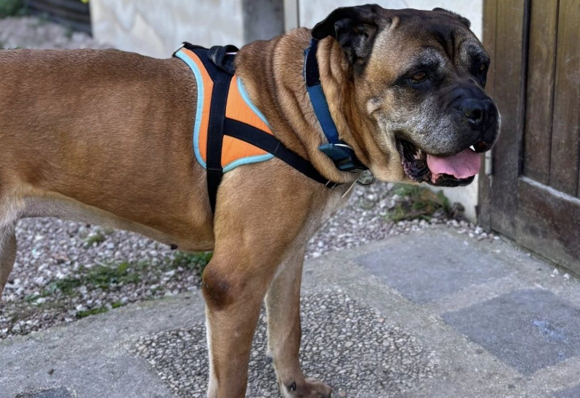 Jaya - Chien Cane Corso à adopter - photo 7