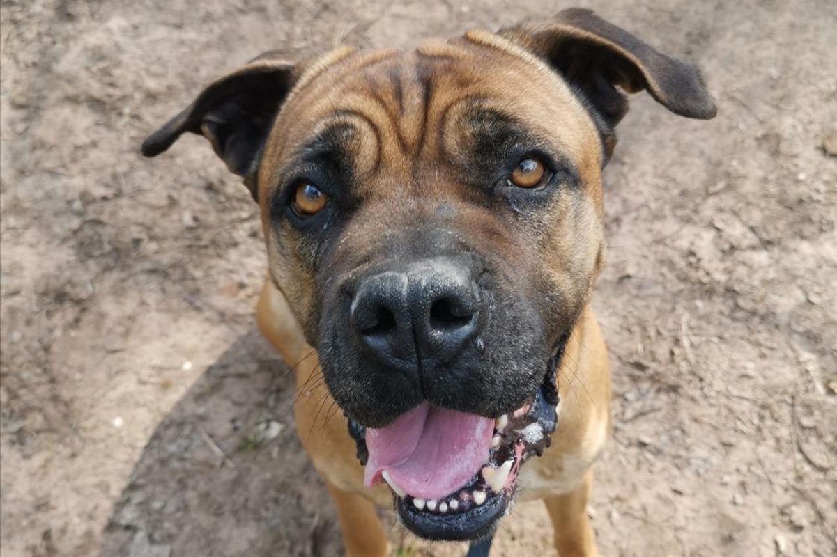 Jaya - Chien Cane Corso à adopter - photo 8