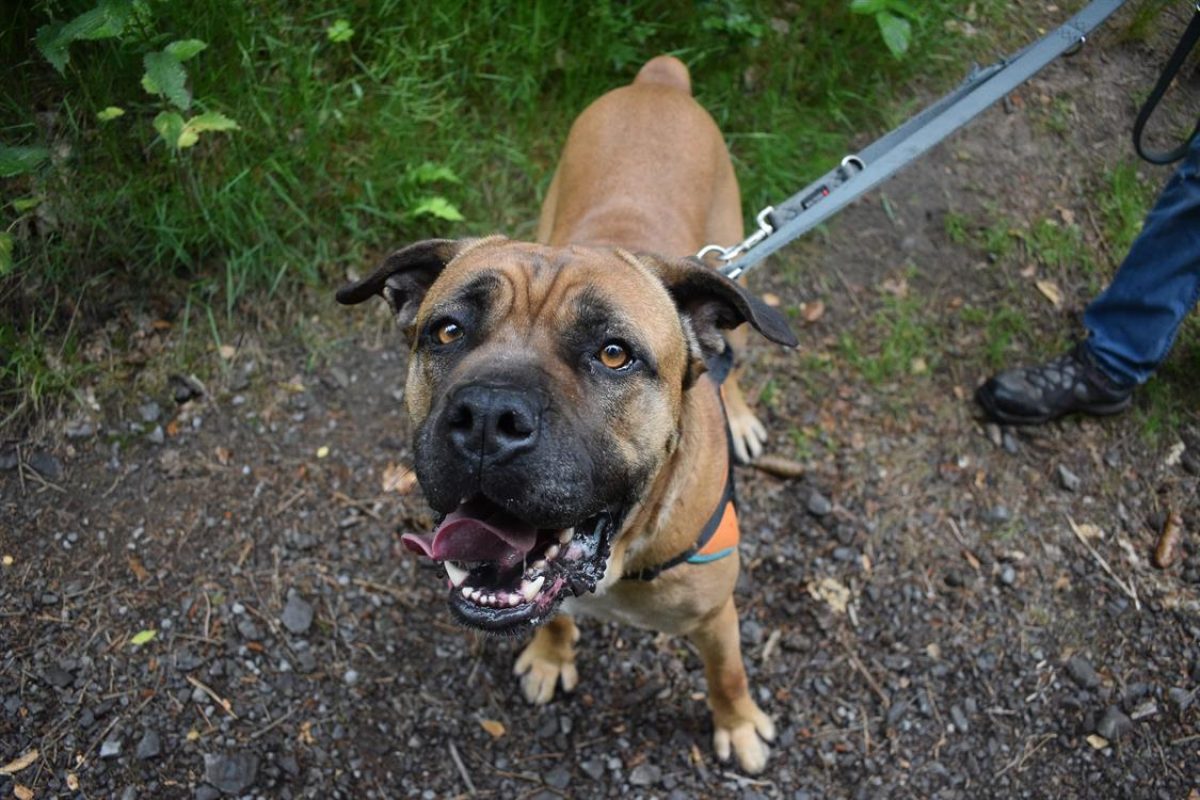 Jaya - Chien Cane Corso à adopter - photo 9