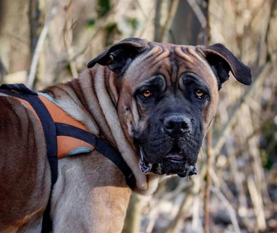 Jaya - Chien Cane Corso à adopter - photo 10