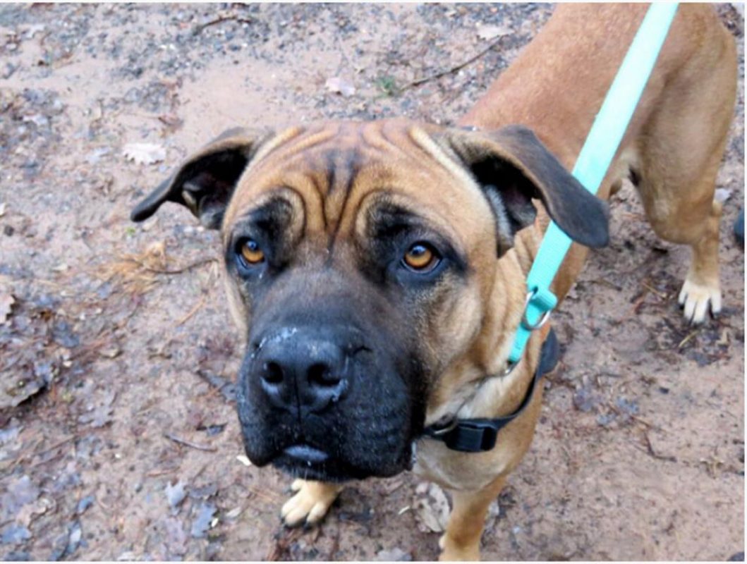 Jaya - Chien Cane Corso à adopter - photo 11