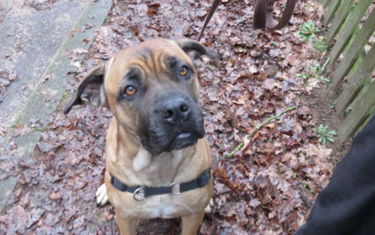 Jaya - Chien Cane Corso à adopter - photo 12
