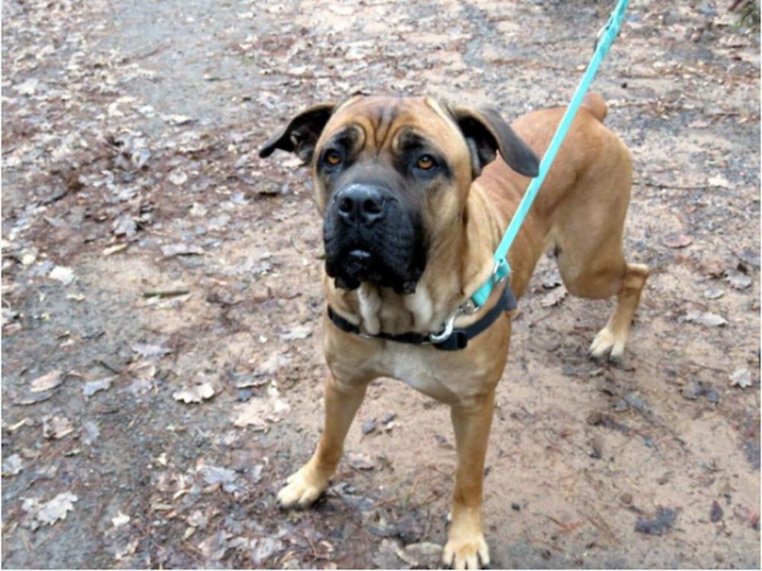 Jaya - Chien Cane Corso à adopter - photo 13