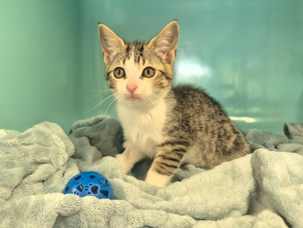 Chaussette - Chat Européen à adopter