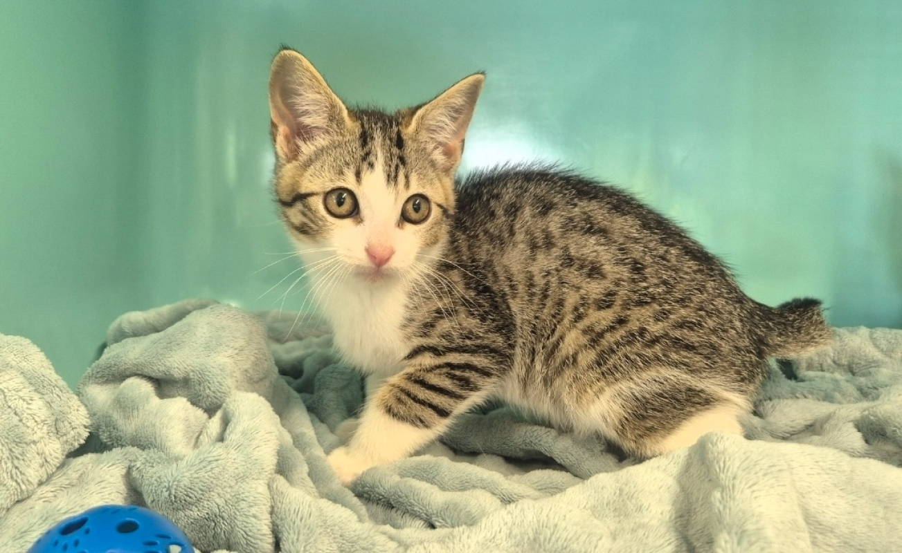 Chaussette - Chat Européen à adopter - photo 2