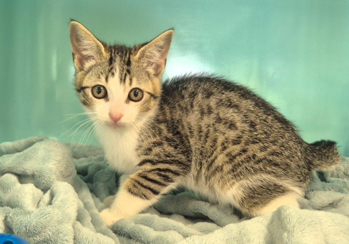 Chaussette - Chat Européen à adopter - photo 3