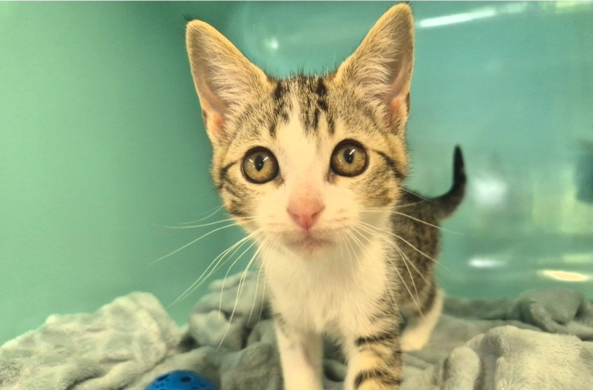 Chaussette - Chat Européen à adopter - photo 4