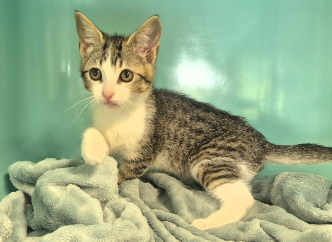 Chaussette - Chat Européen à adopter - photo 6
