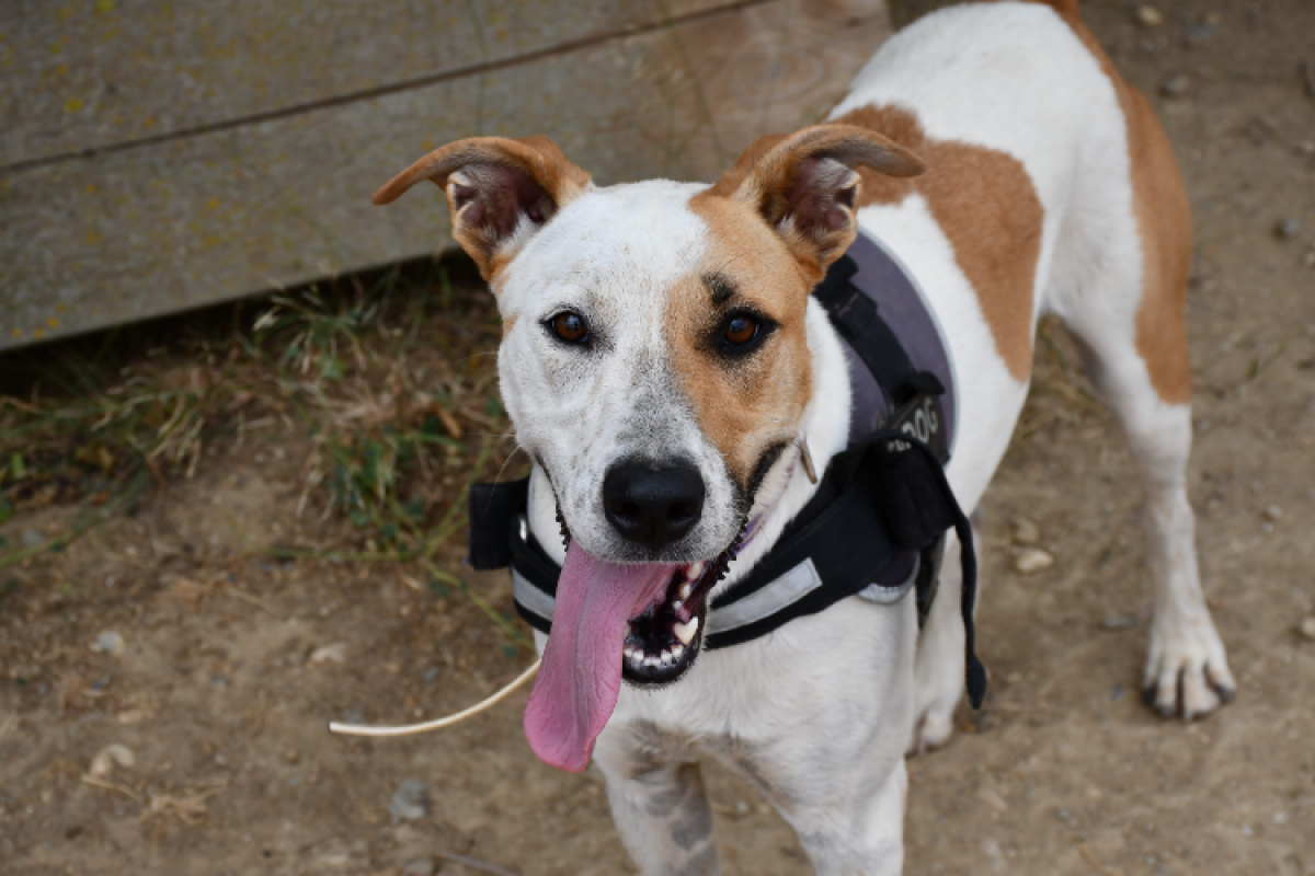 Oslo - Chien à adopter