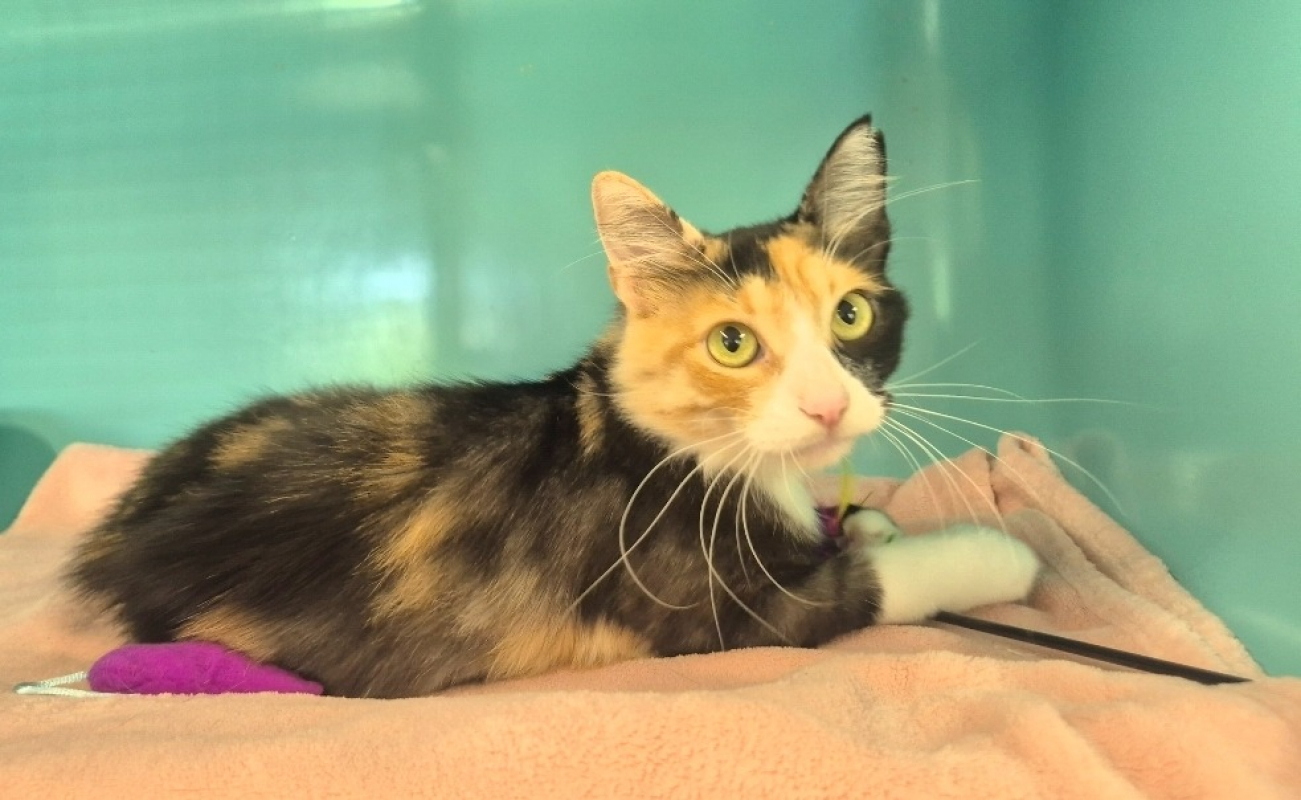 Jasmine - Chat Européen à adopter