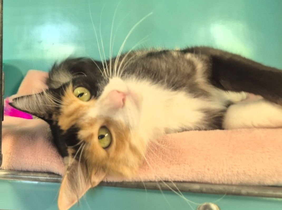 Jasmine - Chat Européen à adopter - photo 3