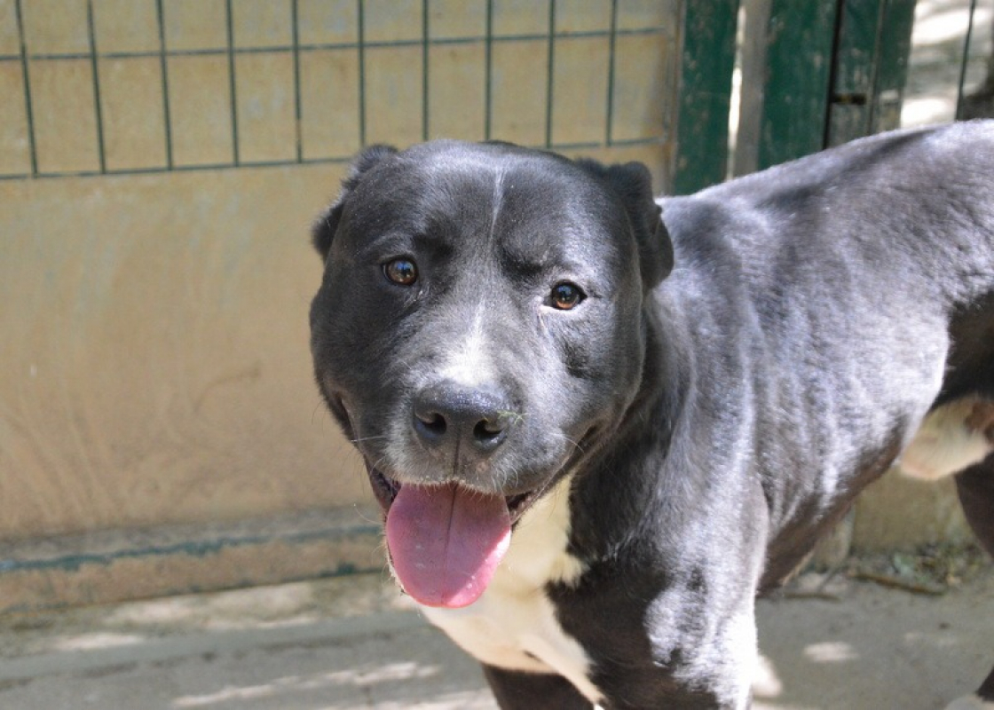 Nino - Chien à adopter