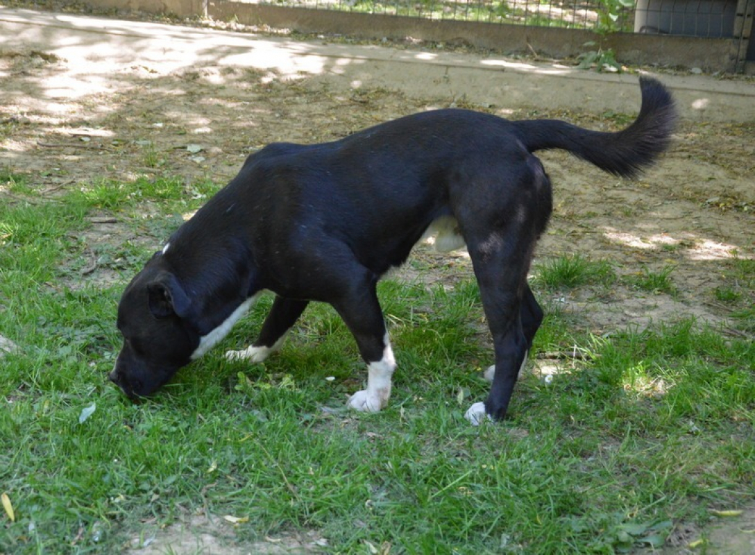 Nino - Chien à adopter - photo 2