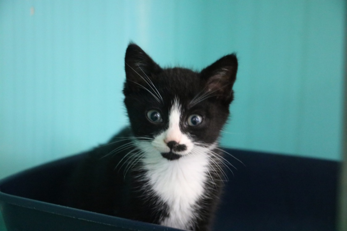 Nuts - Chat Européen à adopter