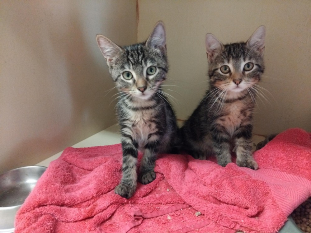 Balane - Chat Européen à adopter