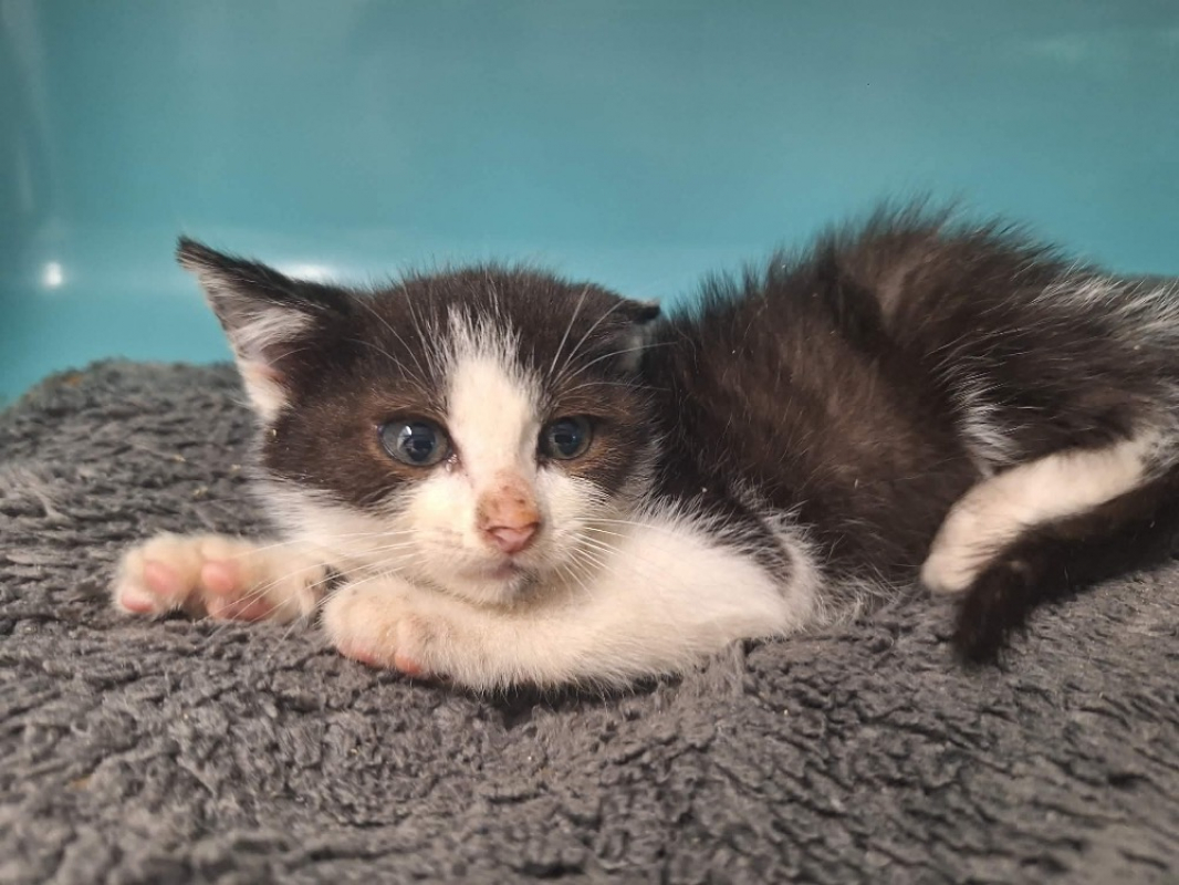 Domino - Chat Européen à adopter
