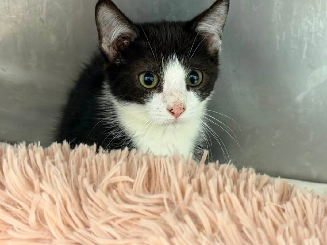 Domino - Chat Européen à adopter