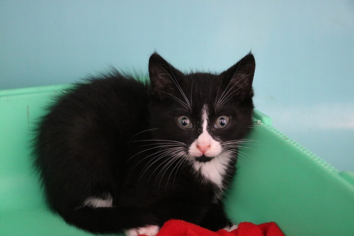 Ben - Chat Européen à adopter