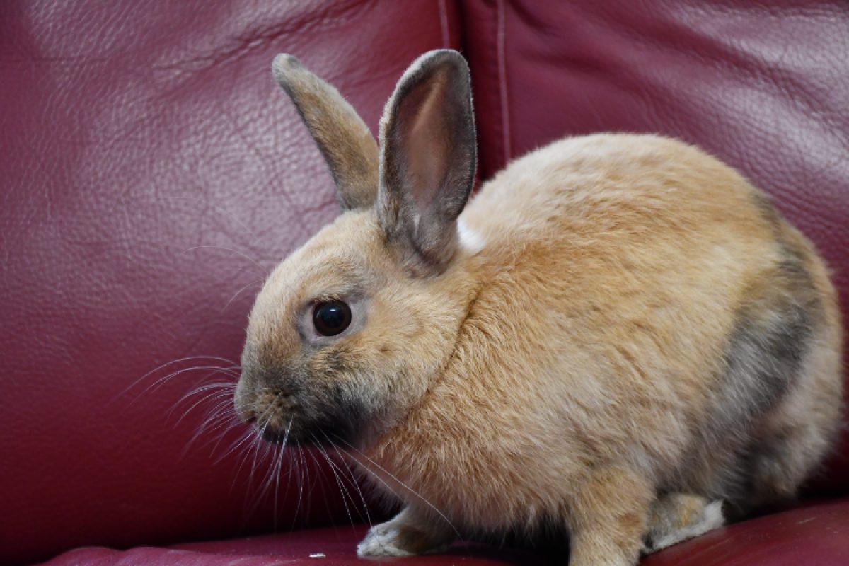 Oliver - Rongeur Lapin à adopter