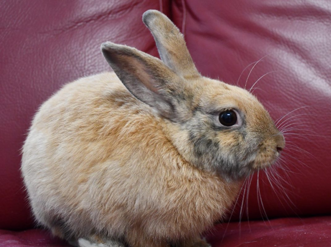 Oliver - Rongeur Lapin à adopter - photo 3
