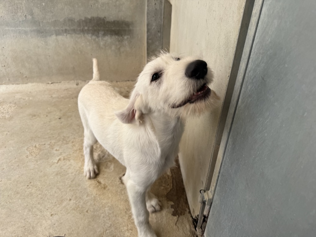 Rubis - Chien à adopter