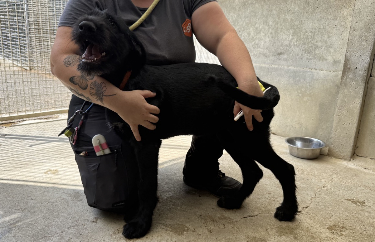 Saphir - Chien à adopter