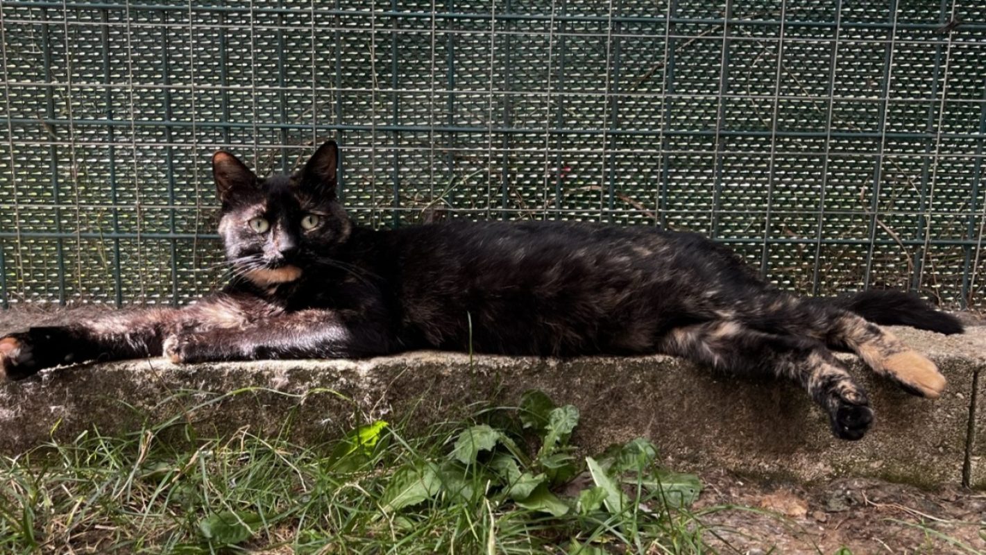 Noiraude - Chat Européen à adopter
