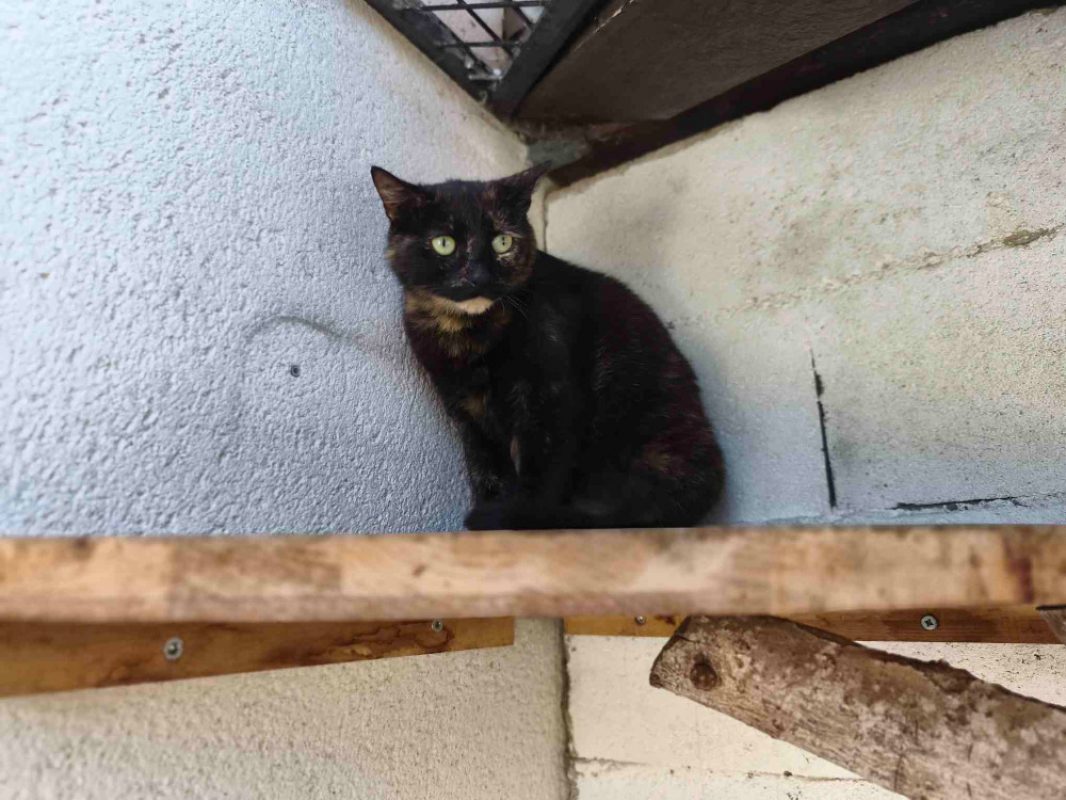 Noiraude - Chat Européen à adopter - photo 2