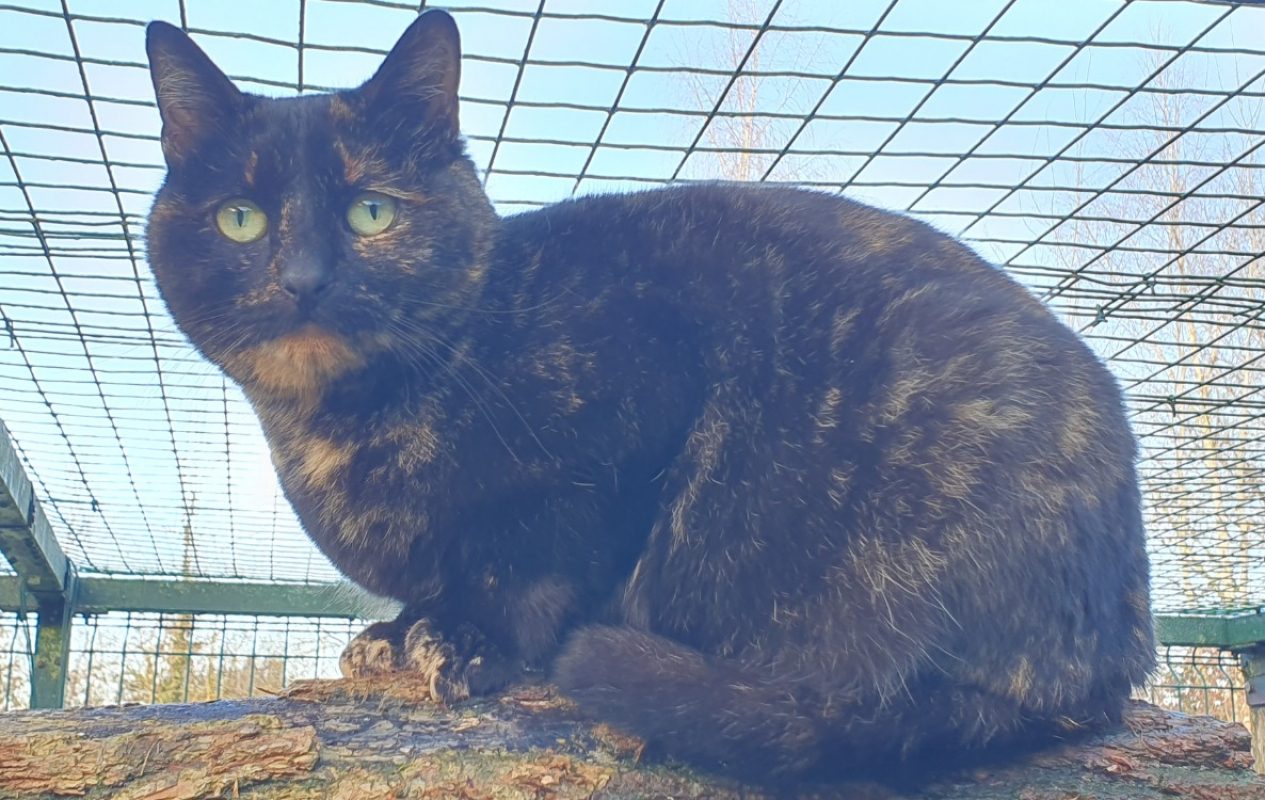 Noiraude - Chat Européen à adopter - photo 3