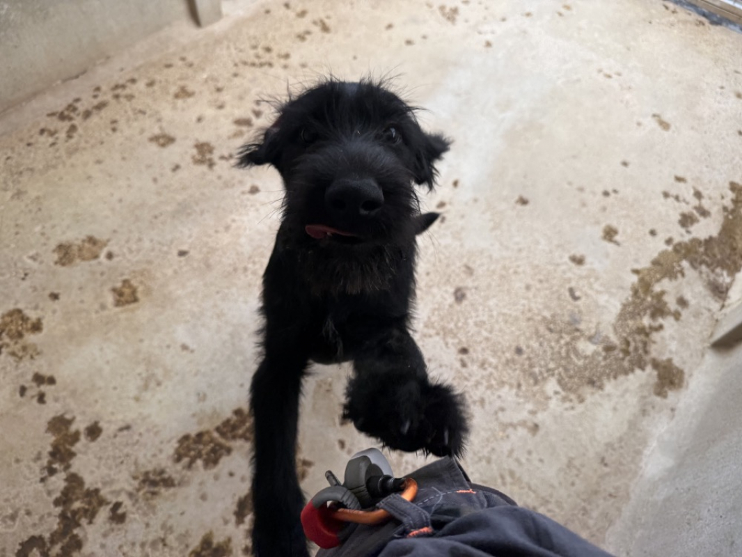 Ambre - Chien à adopter