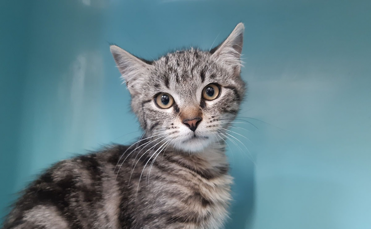 Lapanou - Chat Européen à adopter - photo 4