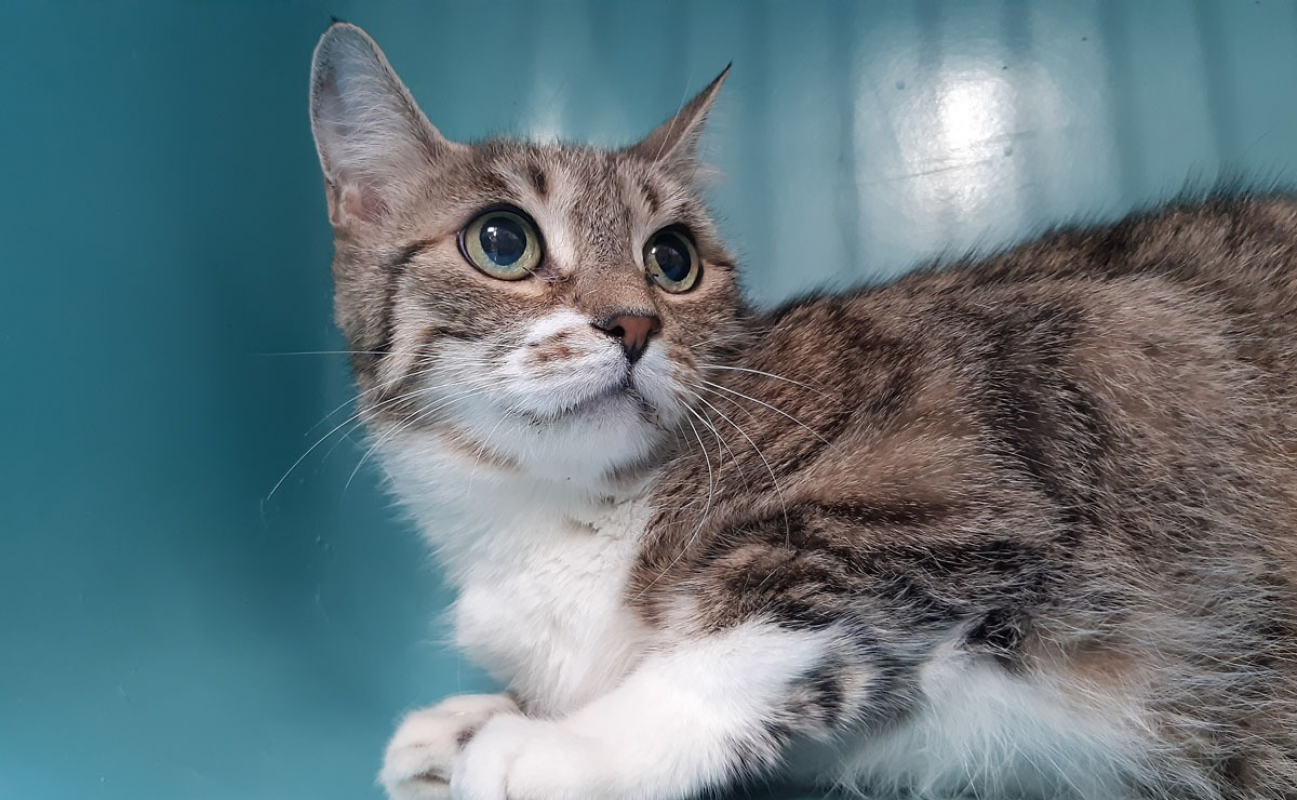 Mary - Chat Européen à adopter