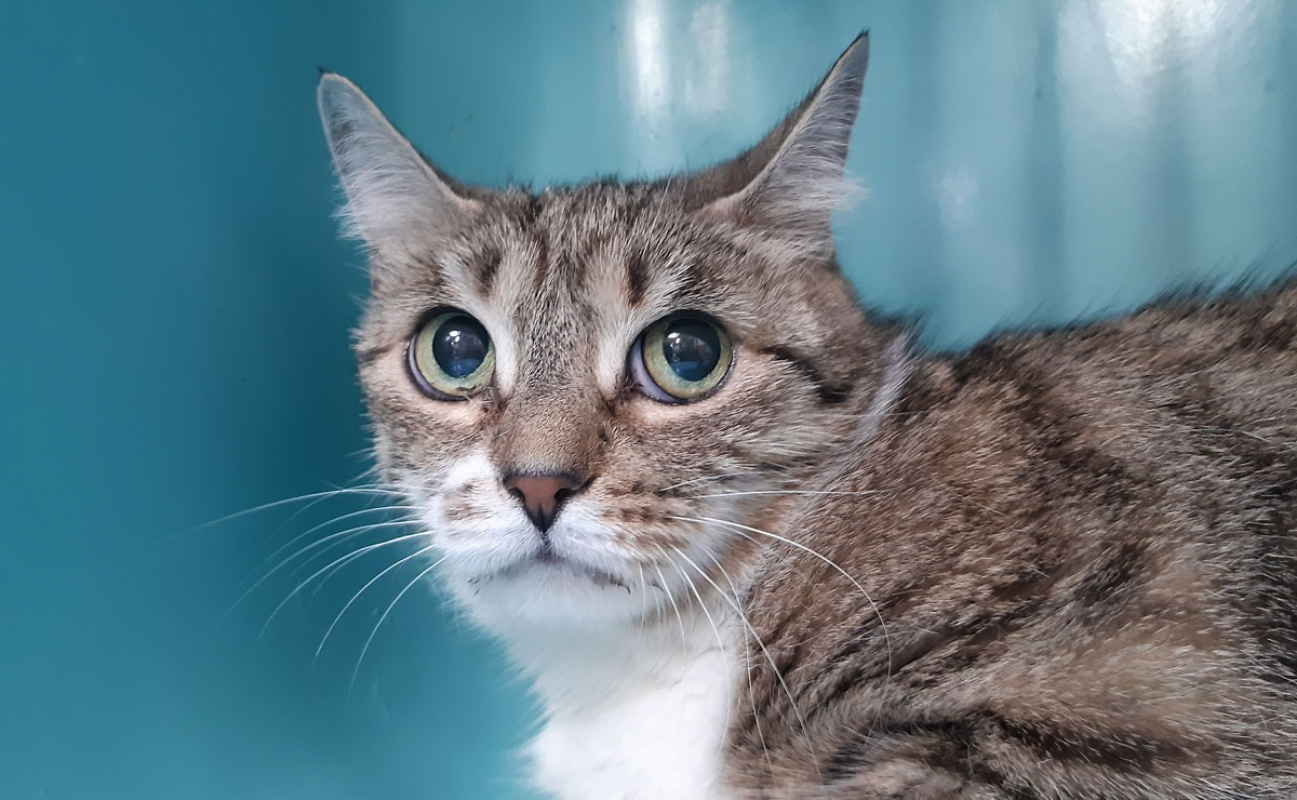Mary - Chat Européen à adopter - photo 2