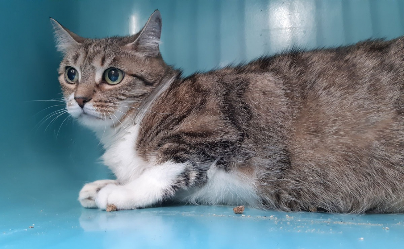Mary - Chat Européen à adopter - photo 3