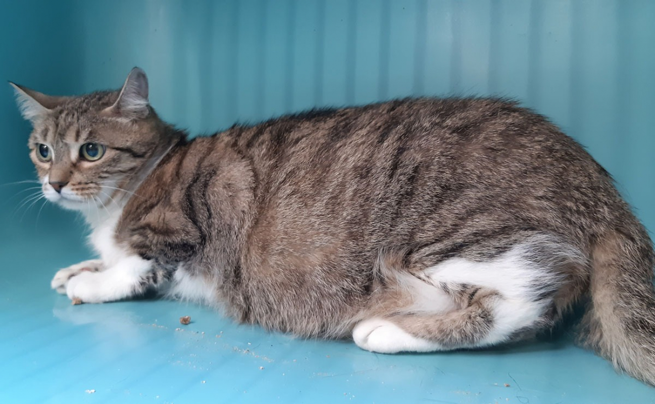 Mary - Chat Européen à adopter - photo 4