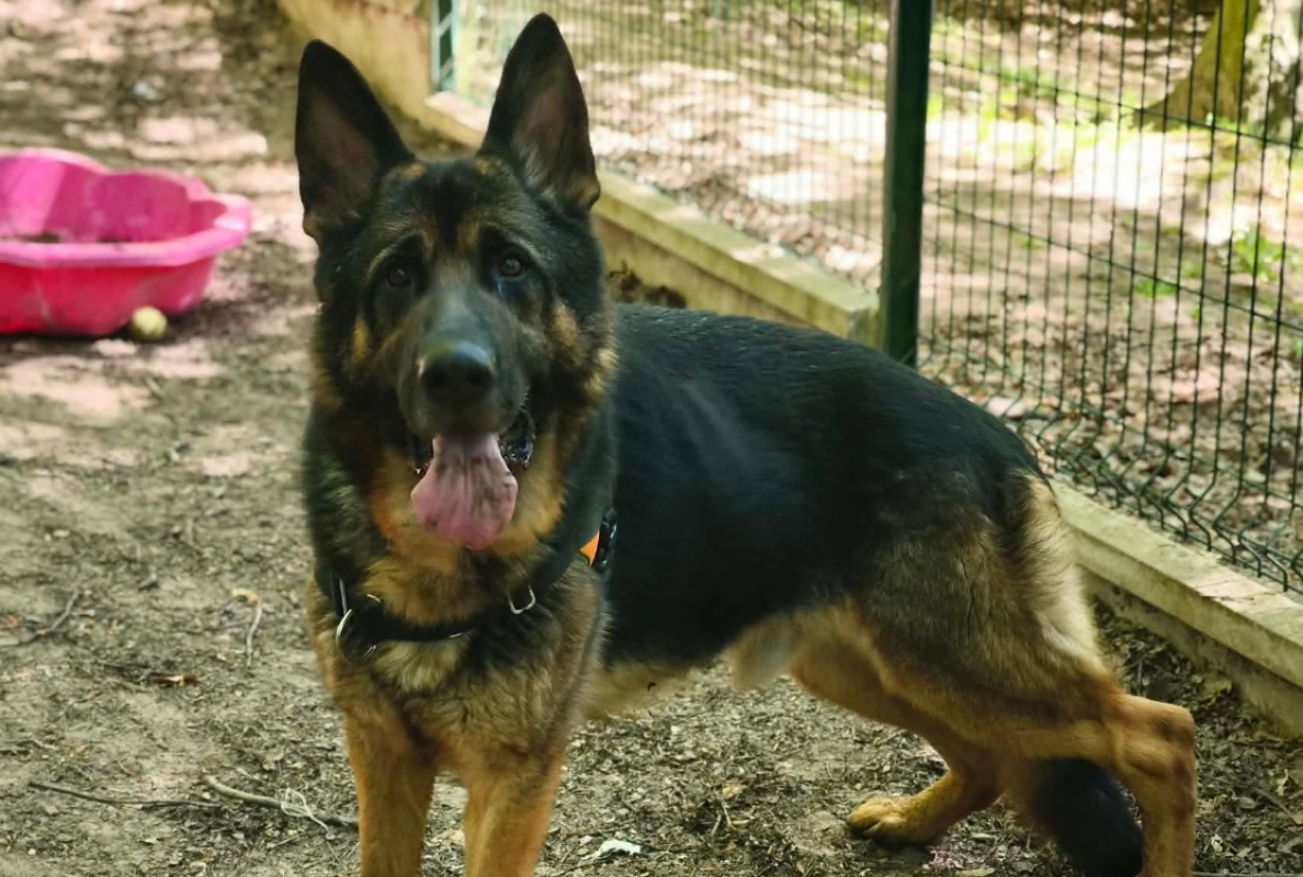 Tyson - Chien Berger Allemand à adopter
