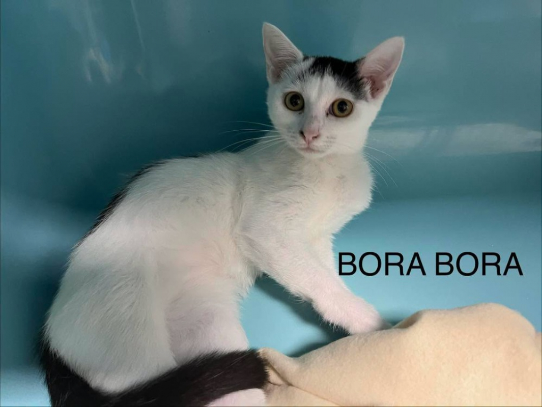 Bora-bora - Chat Européen à adopter
