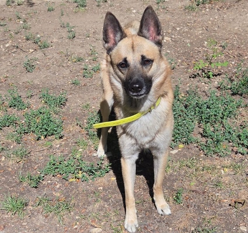 Jayro - Chien à adopter