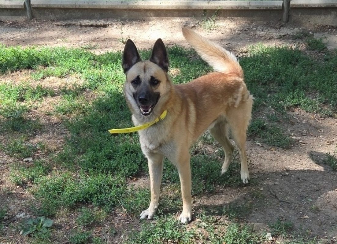 Jayro - Chien à adopter - photo 2